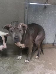Shelter Stray Female Dog last seen Near BLOCK N GARDENA, 333 Chandler Pl, San Bernardino, CA 92408, USA