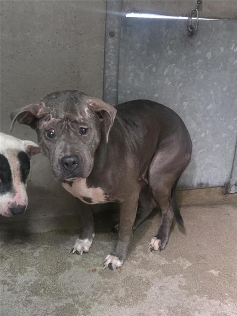 Shelter Stray Female Dog last seen Near BLOCK N GARDENA, 333 Chandler Pl, San Bernardino, CA 92408, USA
