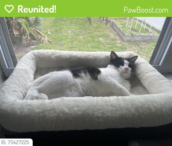 Reunited Female Cat last seen 37th St N, St. Petersburg, FL 33713