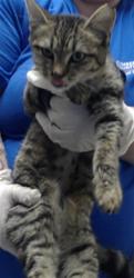 Shelter Stray Female Cat last seen Near BLOCK NETHERLAND DR, FAYETTEVILLE NC 28303, 4704 Corporation Dr, Fayetteville, NC 28306, USA