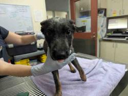 Shelter Stray Male Dog last seen OLD HWY 395 & 5TH ST, 2481 Palomar Airport Rd, Carlsbad, CA 92011, USA