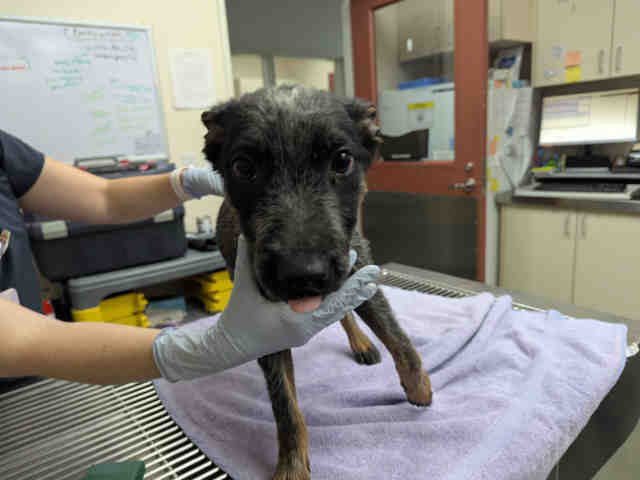 Shelter Stray Male Dog last seen OLD HWY 395 & 5TH ST, 2481 Palomar Airport Rd, Carlsbad, CA 92011, USA