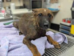 Shelter Stray Male Dog last seen OLD HWY 395 & 5TH ST, 2481 Palomar Airport Rd, Carlsbad, CA 92011, USA