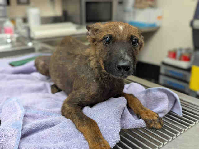 Shelter Stray Male Dog last seen OLD HWY 395 & 5TH ST, 2481 Palomar Airport Rd, Carlsbad, CA 92011, USA