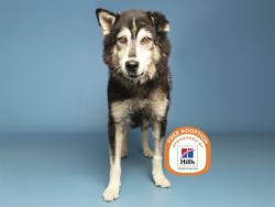 Shelter Stray Male Dog last seen 59TH AND BETHANY HOME BONSAI PARK, 5501 E Van Buren St, Phoenix, AZ 85008, USA