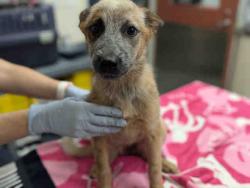 Shelter Stray Female Dog last seen OLD HWY 395 & 5TH ST, 2481 Palomar Airport Rd, Carlsbad, CA 92011, USA