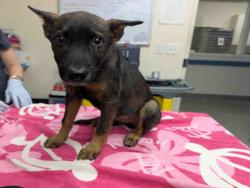 Shelter Stray Male Dog last seen OLD HWY 395 & 5TH ST, 2481 Palomar Airport Rd, Carlsbad, CA 92011, USA