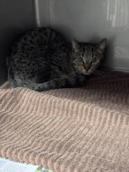 Shelter Stray Female Cat last seen , West Valley Animal Shelter, 20655 Plummer St, Chatsworth, CA 91311, USA