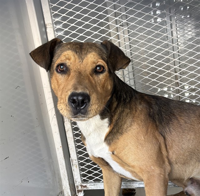 Shelter Stray Male Dog last seen Near BLOCK POWELL LN, BAKERSFIELD CA 93307, 3951 Fruitvale Ave, Bakersfield, CA 93308, USA