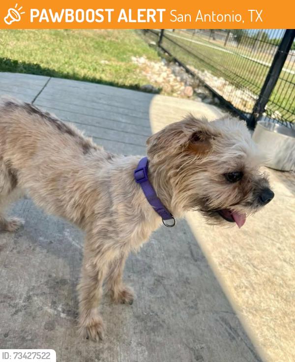 Found/Stray Female Dog last seen Near Moursund Blvd San Antonio Tx 78221, San Antonio, TX 78221