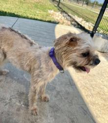 Found/Stray Female Dog last seen Near Moursund Blvd San Antonio Tx 78221, San Antonio, TX 78221