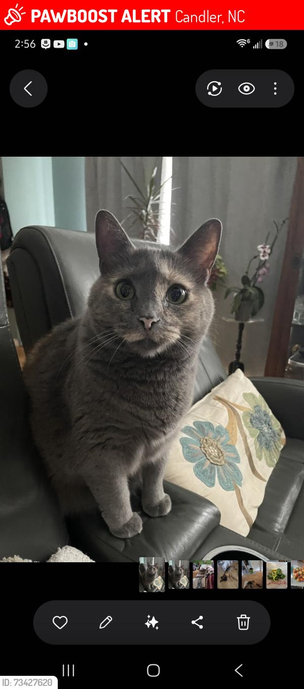Lost Female Cat last seen justice ridge ests, Candler, NC 28715