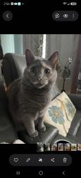 Lost Female Cat last seen justice ridge ests, Candler, NC 28715