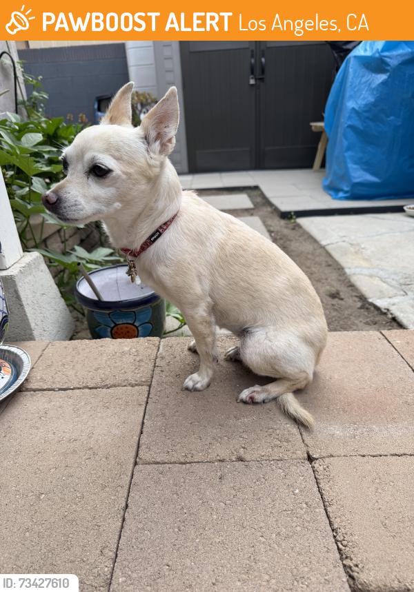 Found/Stray Female Dog last seen Hoover and 120, Los Angeles, CA 90044