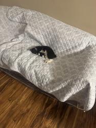 Reunited Male Cat last seen Neighborhood in between Antioch and Abutment., Dalton, GA 30721