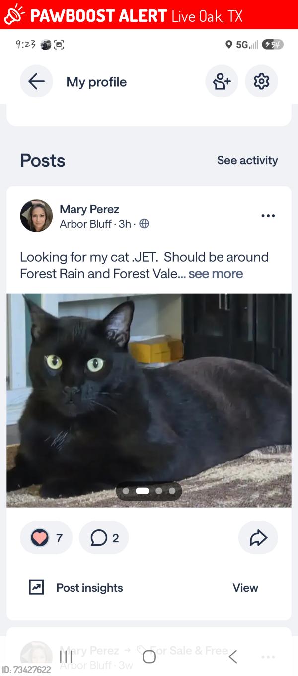 Lost Male Cat last seen Forest Vale and Forest Hollow, Live Oak, TX 78233