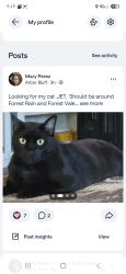 Lost Male Cat last seen Forest Vale and Forest Hollow, Live Oak, TX 78233