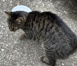 Found/Stray Female Cat last seen Lake road, Sheffield Lake, OH 44054