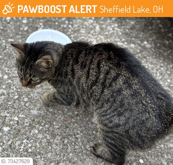 Found/Stray Female Cat last seen Lake road, Sheffield Lake, OH 44054