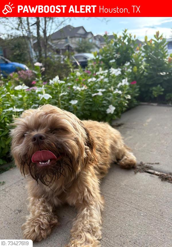 Lost Male Dog last seen Cantwell dr, Houston, TX 77014