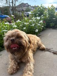 Lost Male Dog last seen Cantwell dr, Houston, TX 77014