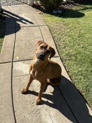 Found/Stray Female Dog last seen Style Magazine building near tennis courts and park, Folsom, CA 95630