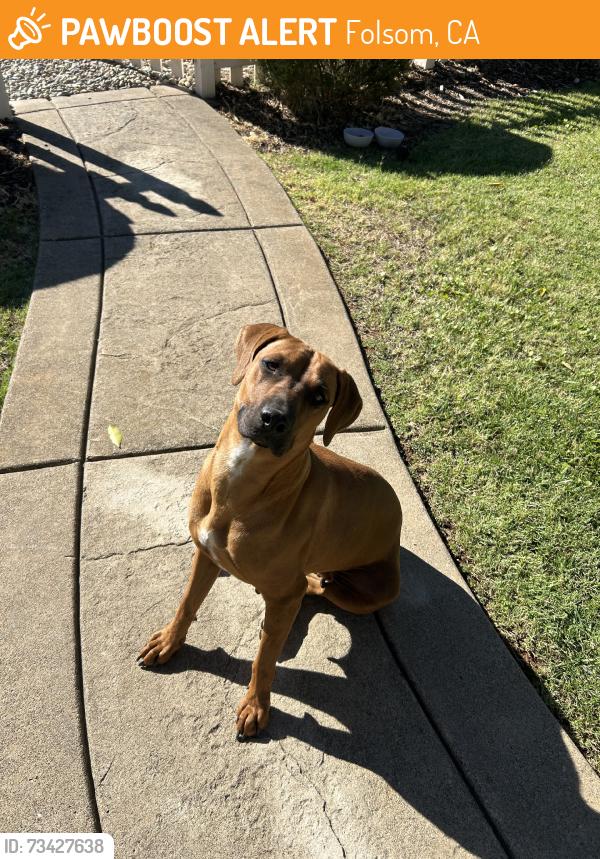 Found/Stray Female Dog last seen Style Magazine building near tennis courts and park, Folsom, CA 95630