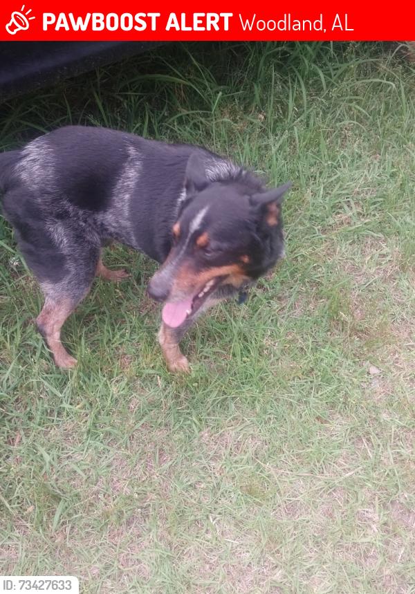 Lost Male Dog last seen Near highway 48 woodland, Al, Woodland, AL 36280