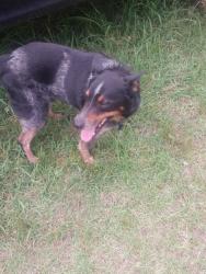 Lost Male Dog last seen Near highway 48 woodland, Al, Woodland, AL 36280
