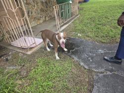 Found/Stray Male Dog last seen Ball field SW 34th St and 62nd Street, Miramar, FL 33029