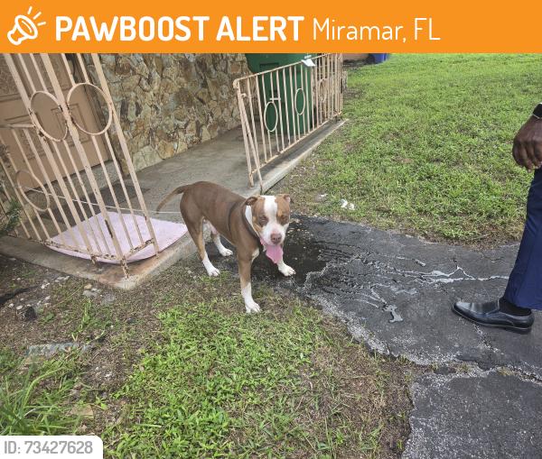 Found/Stray Male Dog last seen Ball field SW 34th St and 62nd Street, Miramar, FL 33029