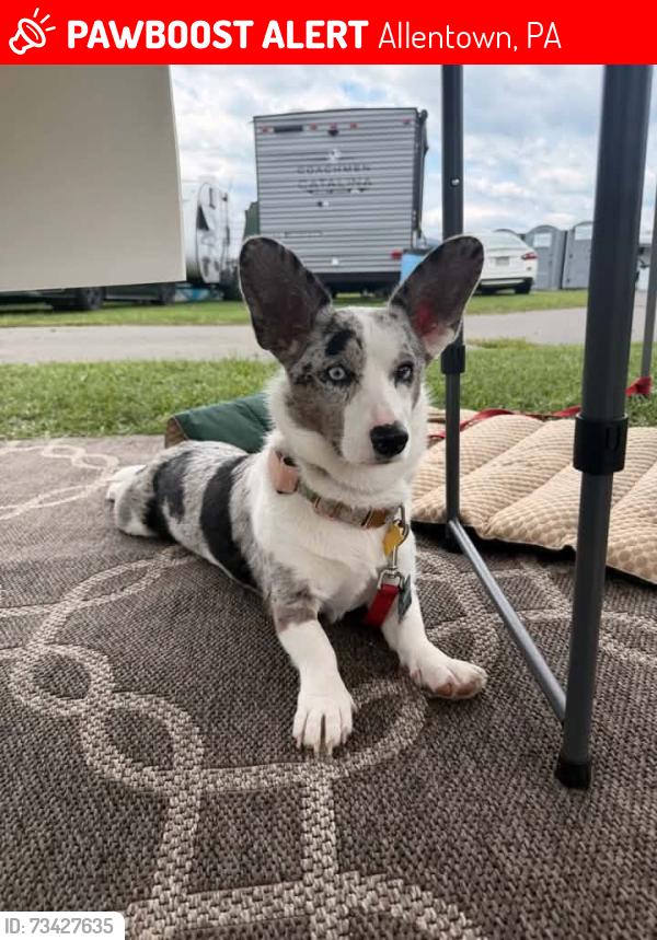 Lost Female Dog last seen East Allentown, Allentown, PA 18109
