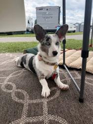 Lost Female Dog last seen East Allentown, Allentown, PA 18109