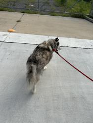 Found/Stray Male Dog last seen Bayou Grande Villa, Escambia County, FL 32507