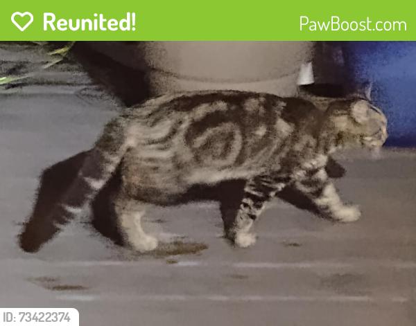 Reunited Unknown Cat last seen Sunnydale Drive and Mellon Drive, DeBary, FL 32713