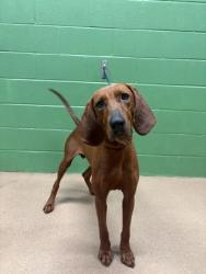 Shelter Stray Male Dog last seen Near Middleton Rd,29624, Anderson County, SC, 1320 US-29, Anderson, SC 29626, USA
