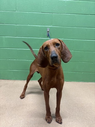 Shelter Stray Male Dog last seen Near Middleton Rd,29624, Anderson County, SC, 1320 US-29, Anderson, SC 29626, USA