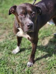 Shelter Stray Male Dog last seen Near BRECKENRIDGE CT SIX MILE, SC 29682, PICKENS COUNTY, SC, 193 County Farm Rd, Pickens, SC 29671, USA