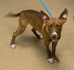 Shelter Stray Male Dog last seen Near Peachtree Industrial Blvd. Atlanta GA 30360, 30360, GA, 3280 Chamblee Dunwoody Rd, Chamblee, GA 30341, USA