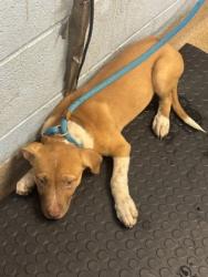 Shelter Stray Female Dog last seen Near PANOLA ROAD, 30058, GA, 3280 Chamblee Dunwoody Rd, Chamblee, GA 30341, USA