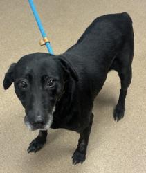 Shelter Stray Female Dog last seen Near Henrico Rd, 30288, GA, 3280 Chamblee Dunwoody Rd, Chamblee, GA 30341, USA