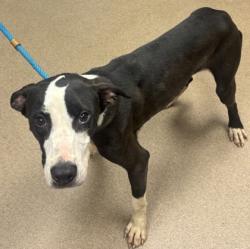 Shelter Stray Male Dog last seen Near Wood Path Drive, 30083, GA, 3280 Chamblee Dunwoody Rd, Chamblee, GA 30341, USA