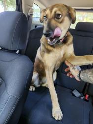 Found/Stray Female Dog last seen Tyger River Park, Duncan, SC 29334