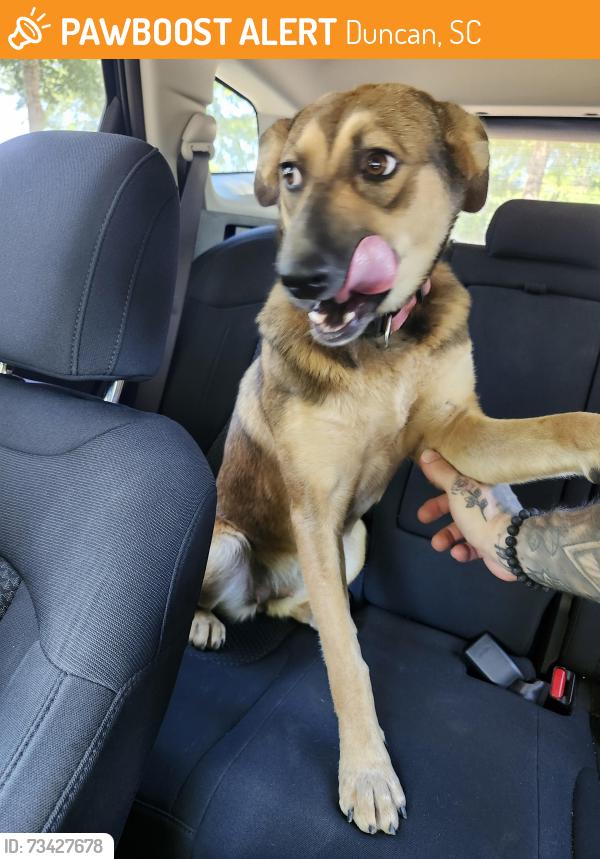 Found/Stray Female Dog last seen Tyger River Park, Duncan, SC 29334