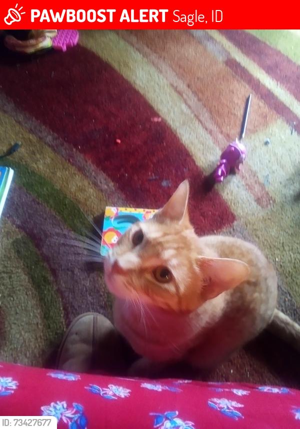 Lost Male Cat last seen Highway 95, Sagle, ID 83860