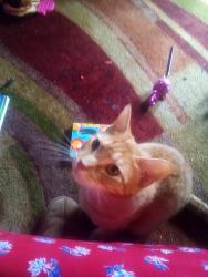 Lost Male Cat last seen Highway 95, Sagle, ID 83860