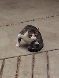 Found/Stray Unknown Cat last seen circle k, amd captain d's, Murfreesboro, TN 37129