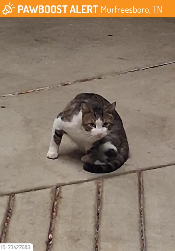 Found/Stray Unknown Cat last seen circle k, amd captain d's, Murfreesboro, TN 37129