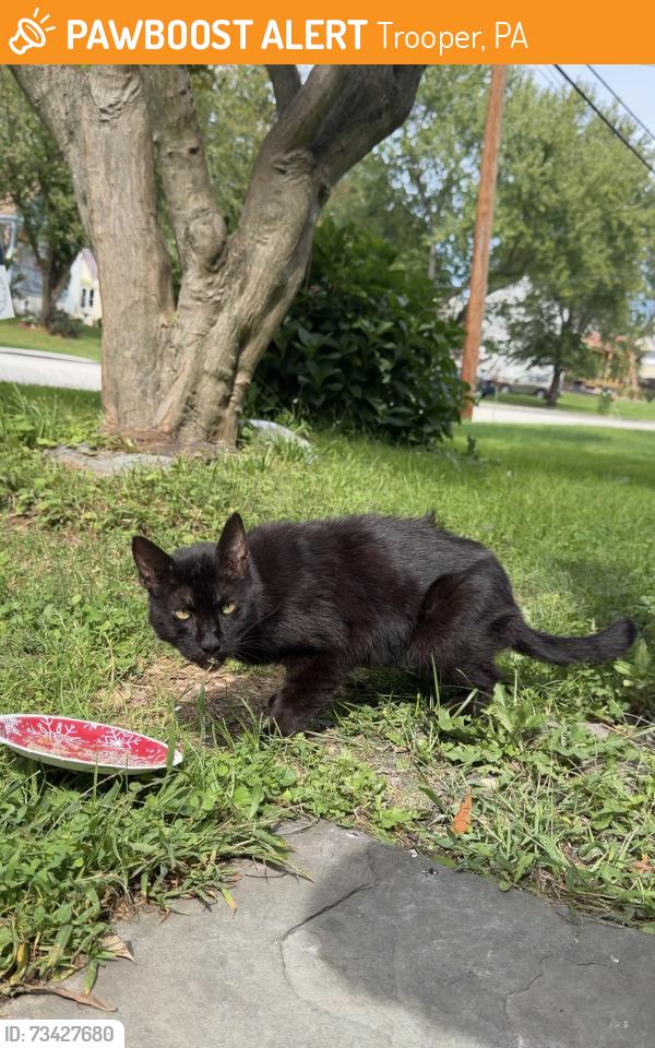 Found/Stray Unknown Cat last seen Clearfield Ave Norristown, Trooper, PA 19403