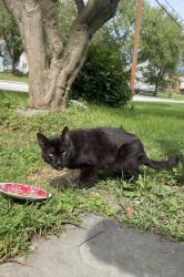 Found/Stray Unknown Cat last seen Clearfield Ave Norristown, Trooper, PA 19403
